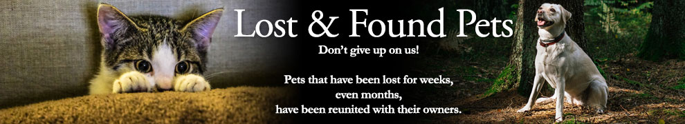 lost-and-found-pets-02