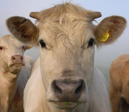 Two Missourians Indicted In National Cattle Contract Scheme