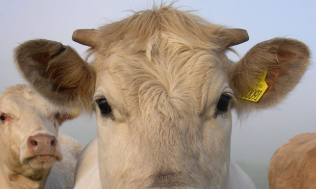 Two Missourians Indicted In National Cattle Contract Scheme