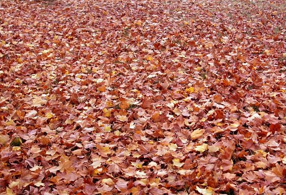 West Plains still collecting leaves this holiday week
