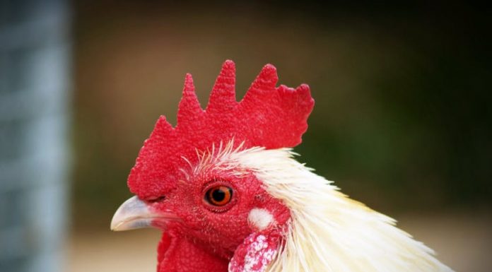 Highly Pathogenic Avian Influenza Confirmed in Webster County Flock