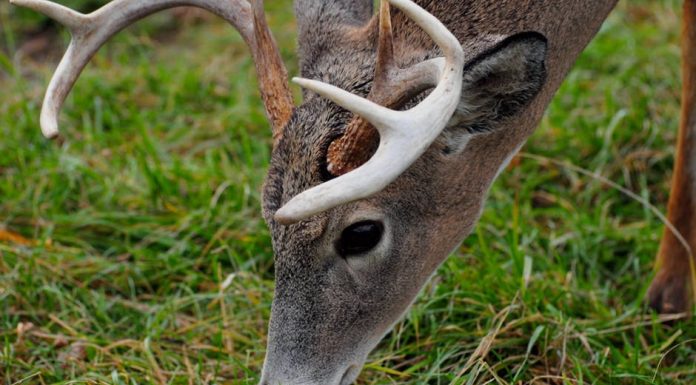 7 cases of chronic wasting disease confirmed in SE Missouri