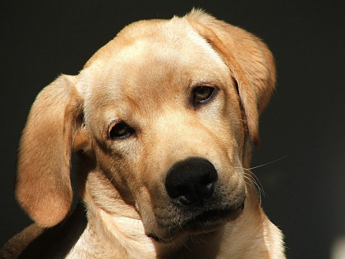 Adopt A Dog Kansas City Missouri Area Adopt A Dog Kansas City Missouri Area