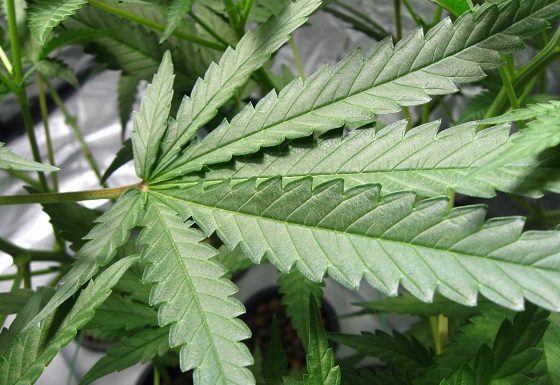 Interest in medical marijuana use exceeds Missouri estimates