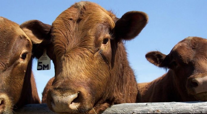 Two opportunities to learn artificial insemination of cattle in Southwest Missouri