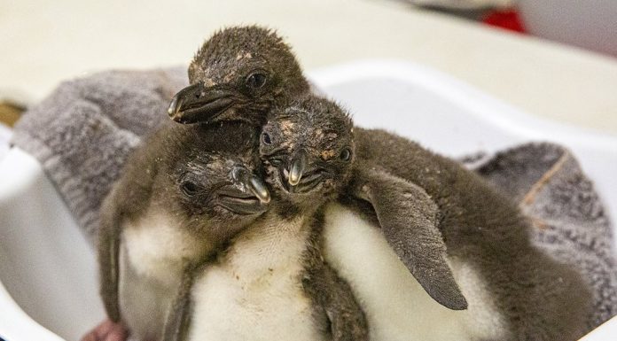 8 macaroni penguins hatch at Kansas City Zoo