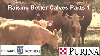 Ask The Experts: Better Calves Part 1 – Richards Brothers