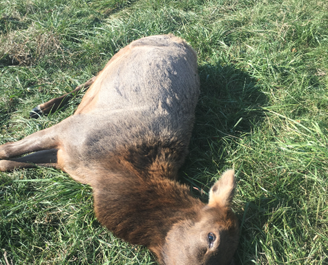 MDC finds suspect in Carter County elk poaching case