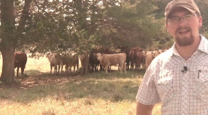 Ask The Experts: Richards Brothers Feed – Better Calves Part 2