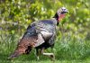 Apply online for MDC spring managed turkey hunts starting Feb. 1