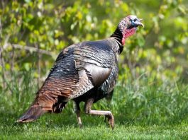 Apply online for MDC spring managed turkey hunts starting Feb. 1
