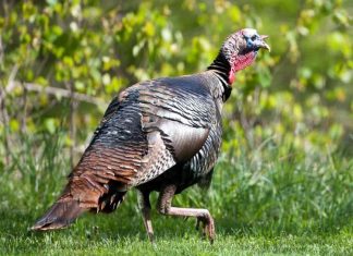 Apply online for MDC spring managed turkey hunts starting Feb. 1