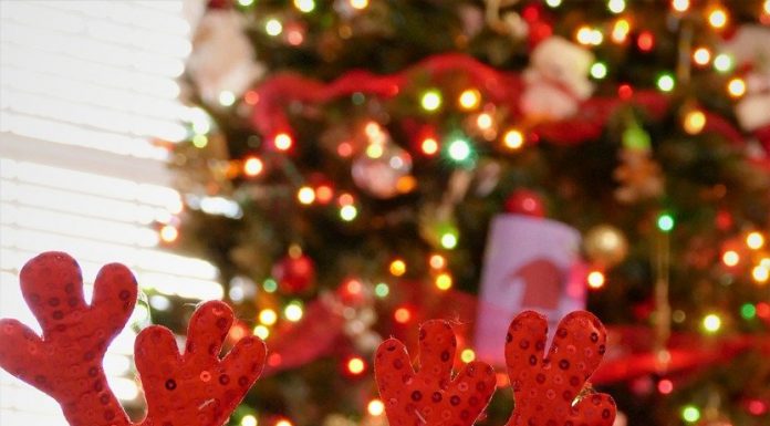 WP Animal Control provides tips on Christmas pet adoptions