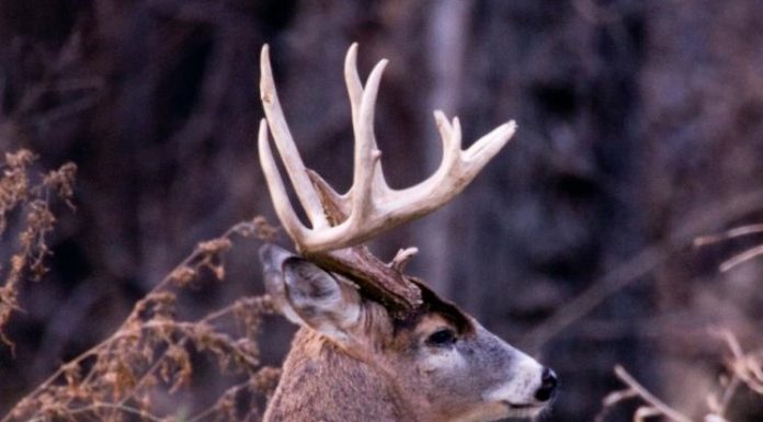 Texas County Maintains 2nd Place As Season Ends Today, over 191,000 Deer Claimed