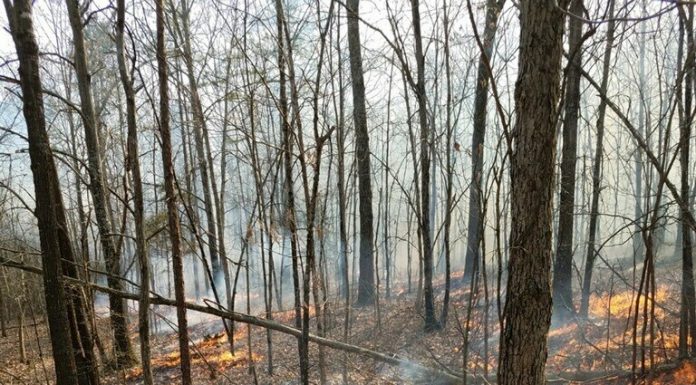 Warmer temperatures bring prescribed burning opportunities to Forest landscapes