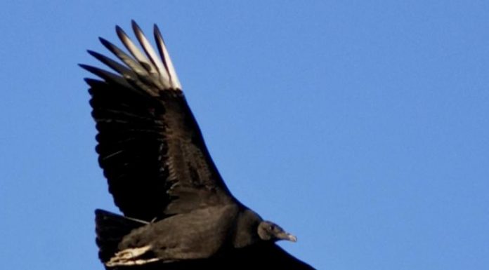 Missouri Farm Bureau announces Black Vulture Depredation Permit