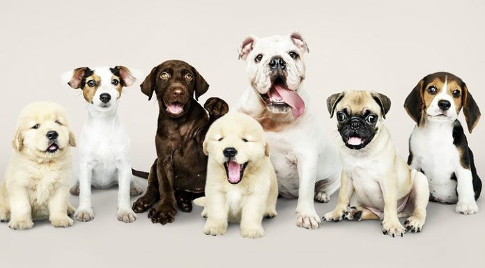 City of WP provides additional information regarding dog licensing