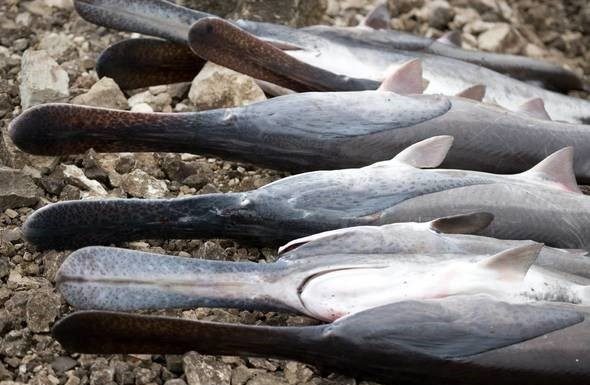 MDC reminds public to dispose of fish waste responsibly