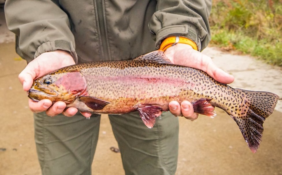 Enjoy winter trout fishing closer to home through MDC stocking Ozark