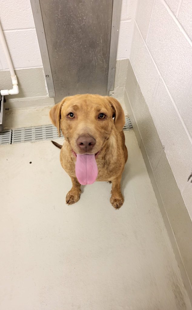 West Plains Animal Care & Control is Full of Dogs up for Adoption