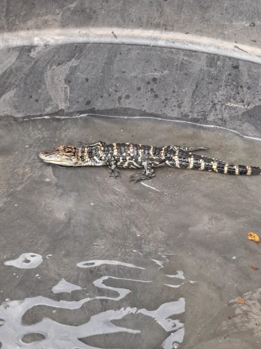 West Plains Residents Find Alligator on Porch Ozark Radio News