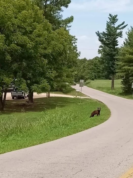 Newest Bear Sighting in Thayer, MO Ozark Radio News