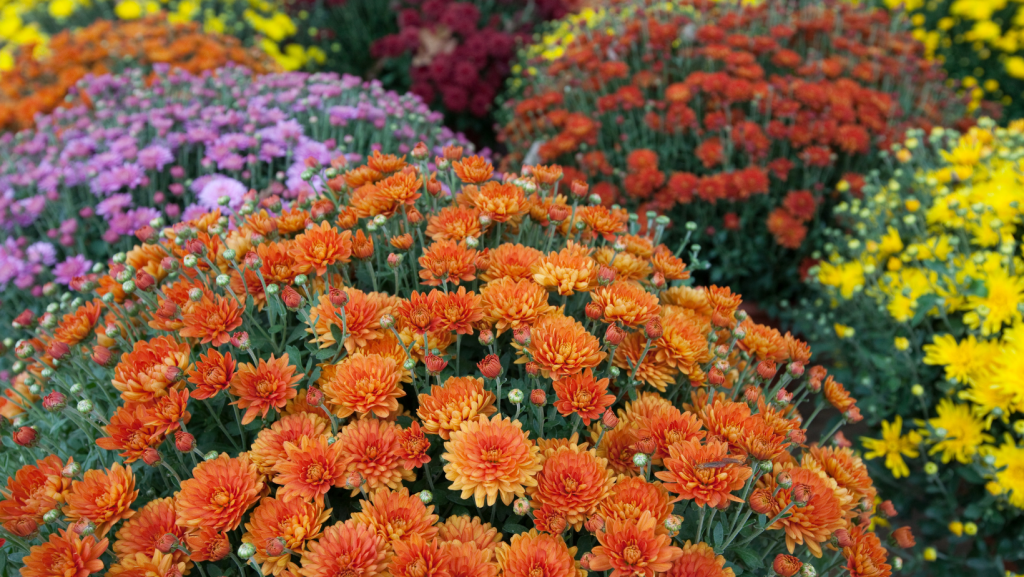 Ozarks Healthcare Foundation to Hold 3rd Annual Fall Mum Sale Ozark