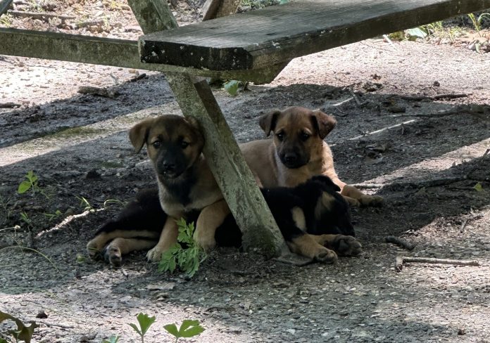 448305984_791036566450307_8530368475963681045_n-2