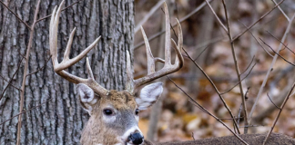 Missouri Youth Deer Season a Huge Success Local Gallery