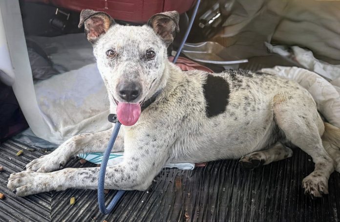 497325906_625385827191664_4485238065361292668_n