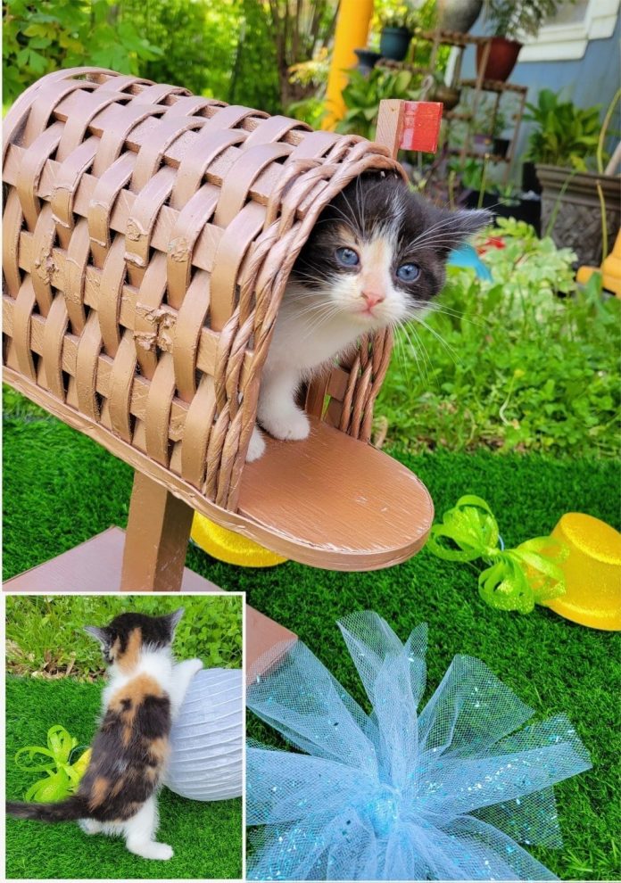 498245180_625878903809023_4270688479226561013_n