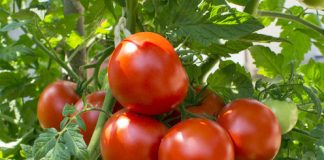 MU Extension Howell County to Hold “Growing Tomatoes 101” Class in May