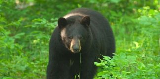 Missouri Bear Hunting Permits Increased; Elk & Bear Permits Available in May