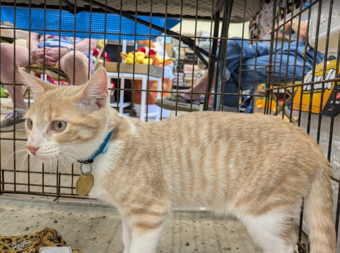 Screenshot 2025-09-08 110250