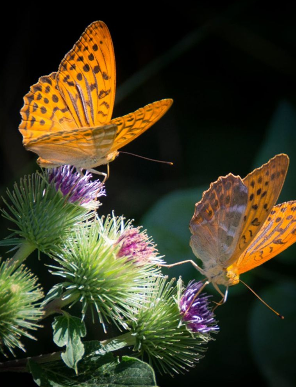 Screenshot 2025-09-22 103541