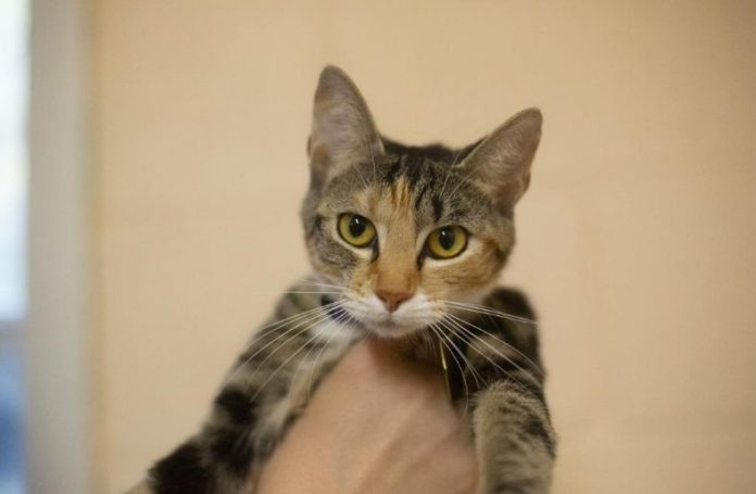 Screenshot 2025-09-29 111758