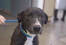 Featured Pet of The Day- Athena