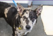 Featured Pet of The Day- Smore