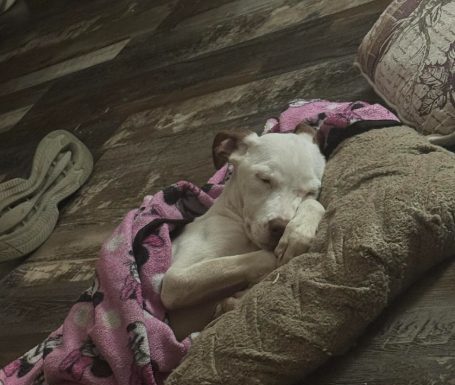 Featured Pet of The Day-Romeo *Urgent Funds needed