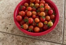 Missouri to issue partial November SNAP benefits