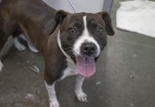 Featured Pet of The Day- Mallory