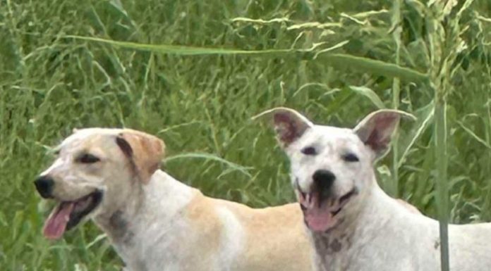 Featured Pets of The Day- Two Red Tick Hounds In Need of Home