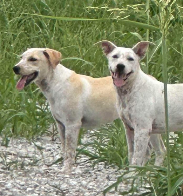 Screenshot 2025-11-17 124221