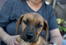 Featured Pets of The Day- Violet & Rose