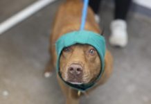 Featured Pet of The Day-Brownie