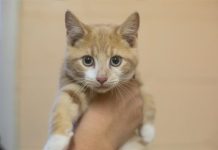 Featured Pet of The Day- Mitten