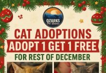 Featured Pets of The Day- Adoptable Cats for Holiday Season