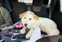 Featured Pet of The Day- Foster needed for Lab/Akita Mix