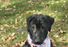 Featured Pet of The Day- Buddy