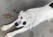 Featured Pet of The Day-Gnomie